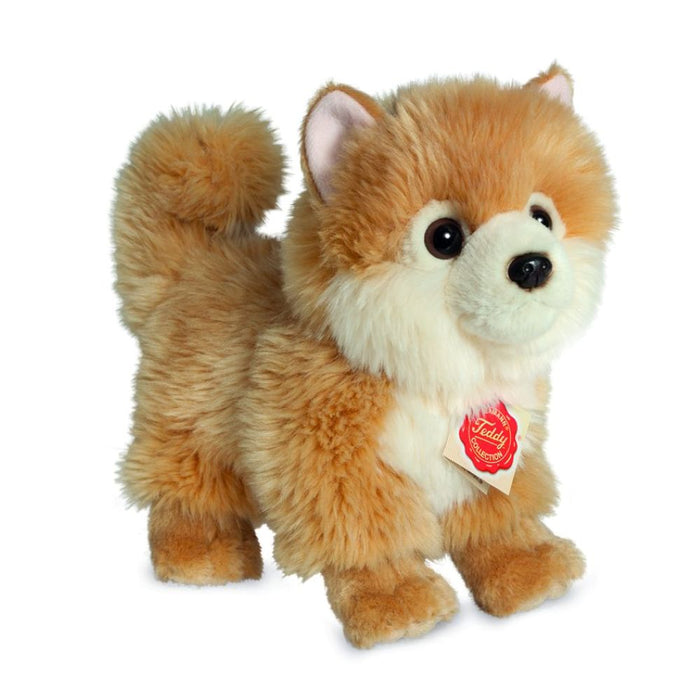 Zwergspitz stehend 22 cm